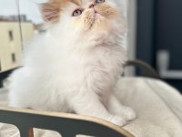 Saf Irk Persian Erkek