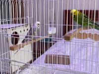 Çift Muhabbet Kuşu (Uygun Fiyat)