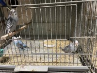 Yavru Muhabbet Kuşu