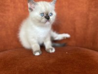 Brıtısh shorthair blue point dişi