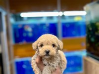 Sevimli maltipoo yavrularımız