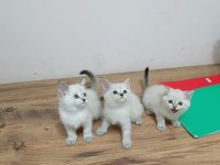 British shorthair bebek kediler