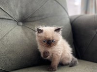 Exotic Longhair Yavrularımız Rezerveye Açıktır.