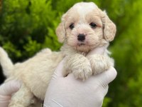 Evinizin Neşesi Maltipoo Bebekler