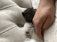 6 Adet British Shorthair Blue Point Yavru