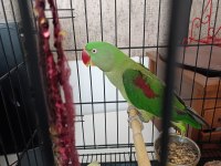 Alexander papağanımız