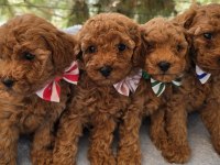 Yavru poodle köpekler sağlık ve ırk garantilidir