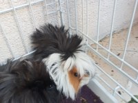 2 Adet Dişi Guinea Pig Ve Büyük Kafes