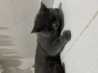 Acil Verilecek Kedimiz 8 Aylık