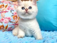 Sevimli British Shorthair Yavruları