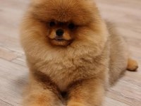 Ayı Surat Pomeranian Boo Yavruları