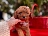 Safkan Toy Poodle Yavrularımız