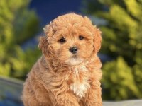 Maltipoo bebekleri
