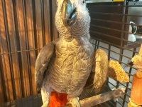 2 yaşında jako erkek kuşumuz