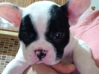 Erkek french bulldog yavruları