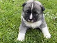 Orjinal Safkan A Kalite Amerikan Akita Yavruları