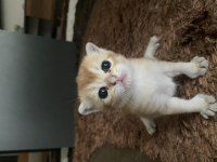 British Yavru Kediler