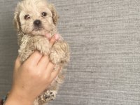 Ev ortamında büyüyen maltipoo yavrular