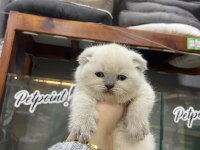 2 Aylık Scottish Fold Shorthair Yavru Kedilerimiz