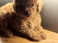 Tuvalet eğitimli evde büyüyen poodle yavrular