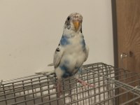 Dişi muhabbet kuşu