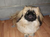 5-6 Ay Erkek Pekinez