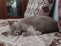 4 Yaşında British Shorthair Acil Sahiplendirme