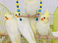 2026 full evcil el beslemesi a kalite yavru sultan papağanlar