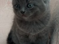 Erkek British Shorthair Yavruları