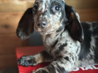 Merle Erkek Dachshund Yavrumuz