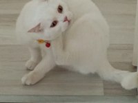 Kartopu Kedim Ücretsiz