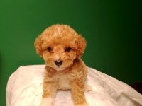 Sevimli Maltipoo Yavrusu Köpeğimiz