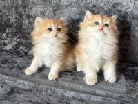 Pofuduk ny11 ve ny12 british