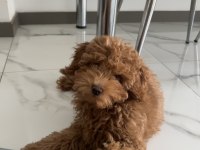 Toy Poodle Köpeği 4 Aylık