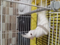 Sultan Papağanı Yavruları Yeni Yeme Düştüler