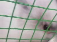 Hollanda Cüce Tavşanı