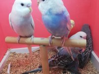 Yavru Muhabbet Kuşu Erkek