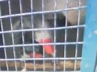 Satılık 2 Takım Çift Kırmızı Kuyruk Jako Papağanı