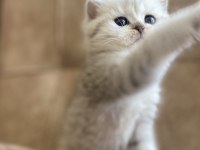 Şecereli Soy Irk Garantili British Shorthair Silver Bebeğimiz.