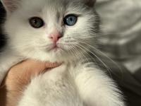 1 Gözü Mavi 1 Gözü Yeşil British