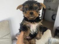 Teslime Hazır Safkan Yorkshire Terrier Irkının En Güzelleri
