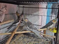 Yavru Bebek Sultan Papağanlar