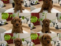 Red Brown Toy Poodle Yavru Bebekler (2 Mayıs Doğumlu)