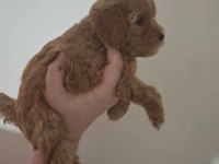 Anne Altından 2 Aylık Poodle Yavrular