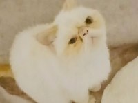 5 Aylık Exotic Shorthair Kızımız İçin Aile Olabilir Misiniz?
