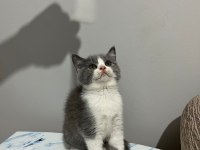 Bicolor ve lilac british shorthair bebekler