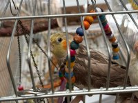 En Büyüğü 4 Aylık 2 Çift Sultan Papağanları