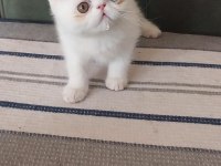 Odd eyes yavru beyaz renk erkek kedimiz