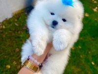 Ayı Surat Pomeranian Boo