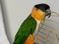 Erkek kayık papağanı